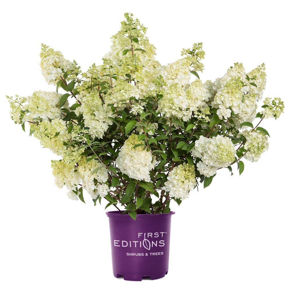 1 Gal. Strawberry Sundae Hydrangea Flowering Shrub with White to Pink Flowers - Hercitys