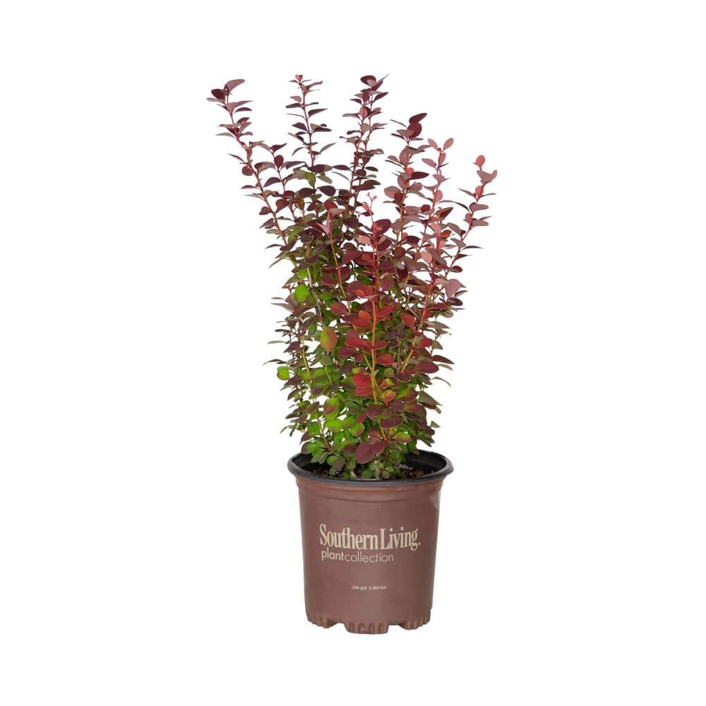 2.5 Qt. Orange Rocket Barberry, Live Deciduous Plant, Coral to Ruby Red Foliage - Hercitys