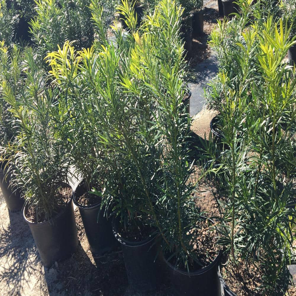 3 Gal. Yew Plum Pine Podocarpus Shrub - Hercitys