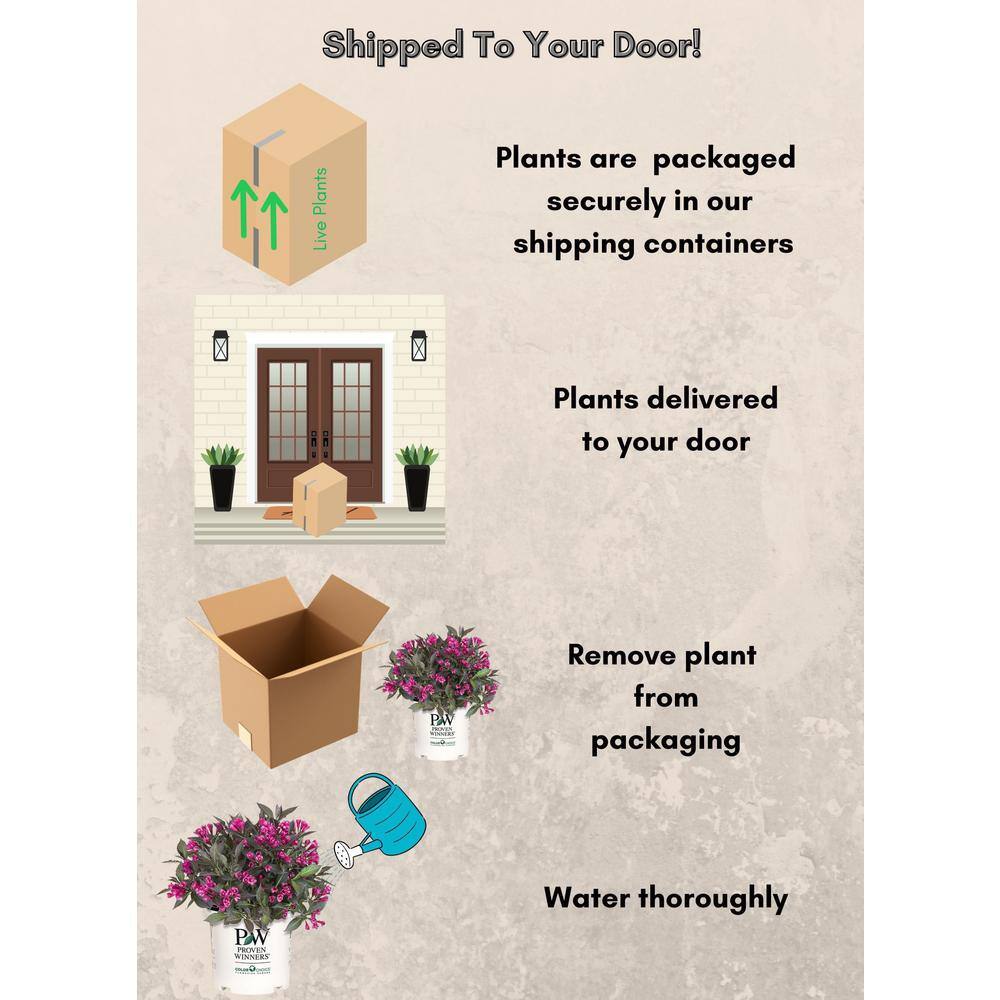 2 Gal. Spilled Wine Weigela Shrub with Bright Pink Flowers and Deep Purple Foliage - Hercitys