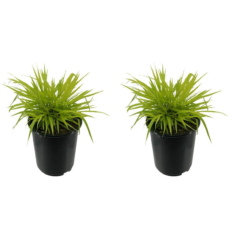 2.5 qt. Perennial Grass Hakonechloa m. Aureola (2-Pack) - Hercitys