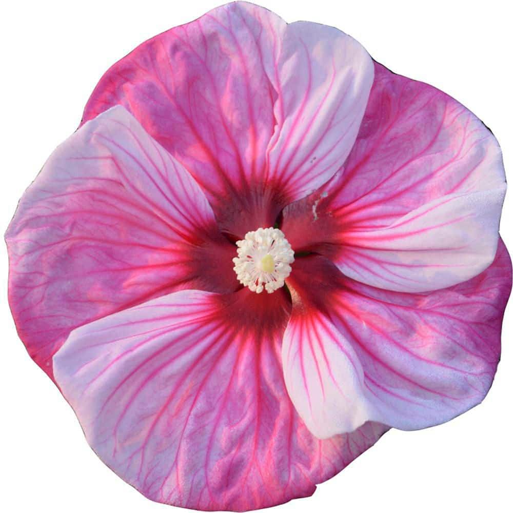 2 Gal. Summerific Cherry Choco Latte Rose Mallow (Hibiscus Hybrid) Live Perennial Plant with Pink Flowers - Hercitys
