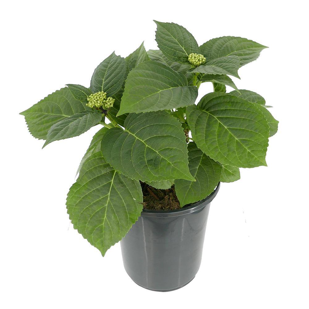 2.5 qt. Hydrangea macrophylla Hi River Blue Perennial Plant with Blue Flowers – 2-Pack - Hercitys