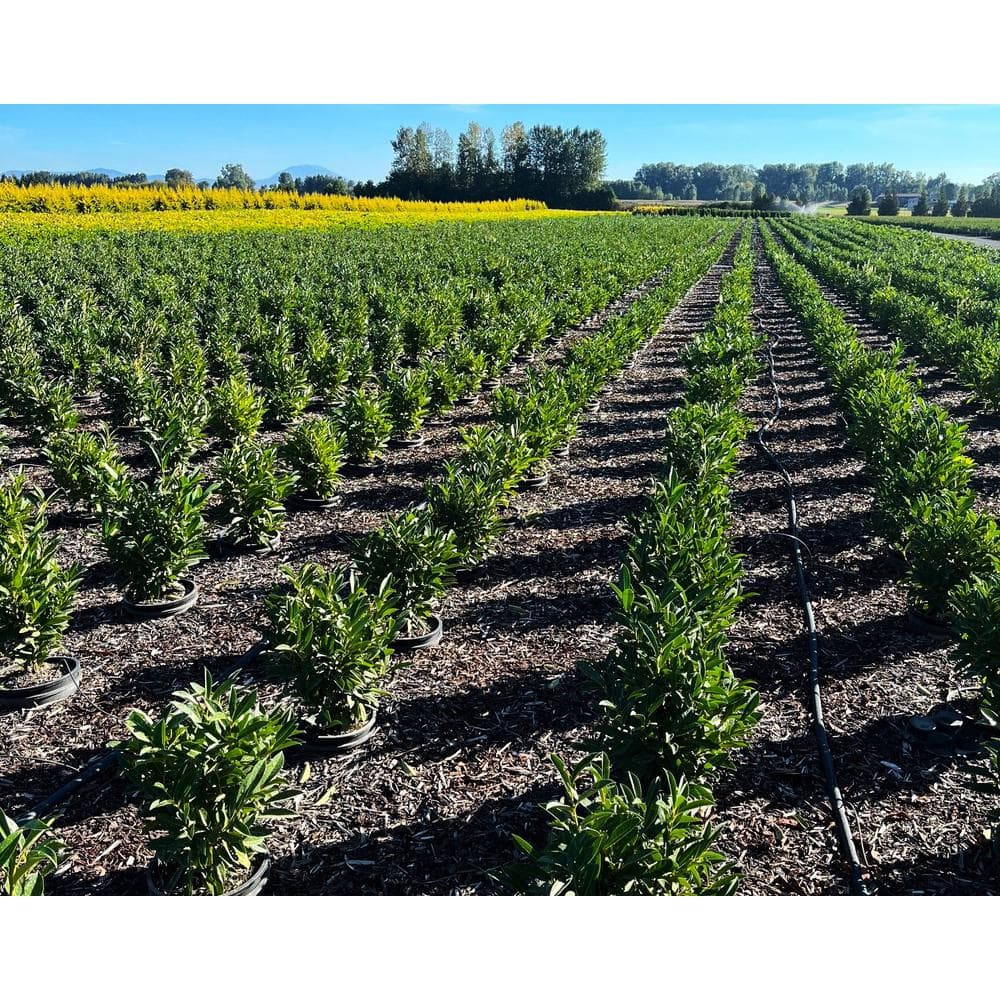 2.25 Gal. Schip Laurel Evergreen Shrub Prunus l. ‘Schipkaensis’ with Green Foliage and Fragrant White Flowers (1 each) - Hercitys