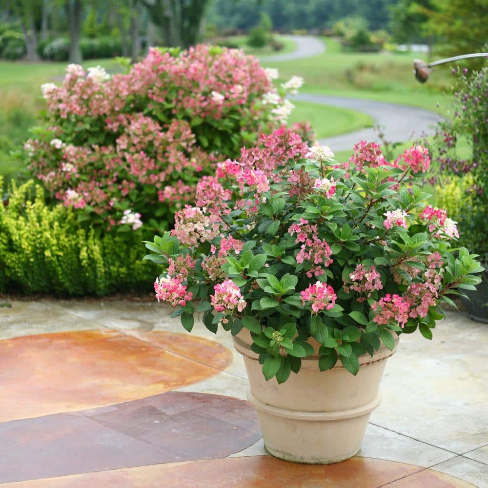 2 Gal. Little Quick Fire Hydrangea Shrub with White Flowers - Hercitys