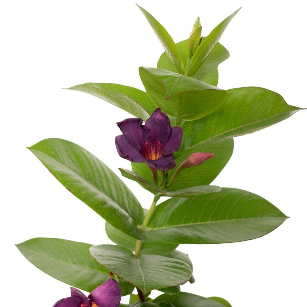 4 in. Mandevilla Blue and Pink Summer Trio Annual Plant with Blue and Pink Flowers (4-Pack) - Hercitys