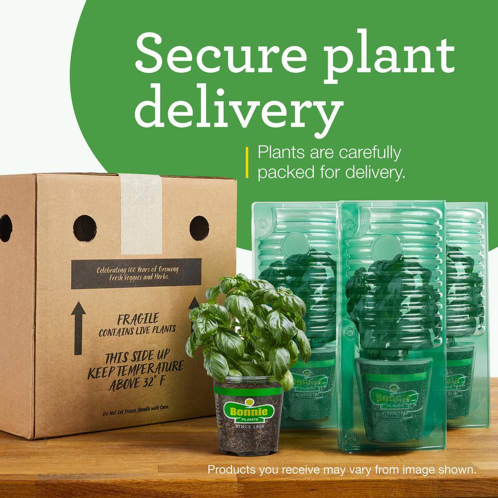 19 oz. Red Ghost Super Hot Pepper Plant (2-Pack) - Hercitys