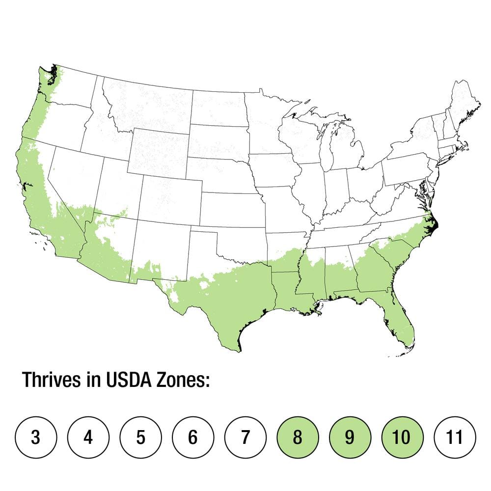 3 Gal. Coppertop Sweet Viburnum Shrub with Olive Green to Dark Red Evergreen Foliage - Hercitys