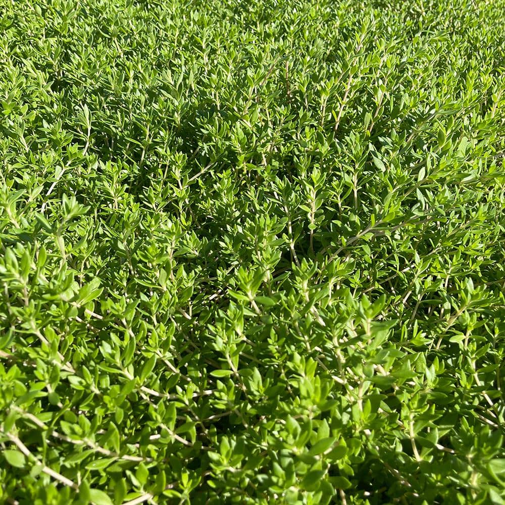 4 in. D x 3.5 in. H Non-Fragrant Gold Moss Stonecrop with Yellow Flowers (3-Pack) - Hercitys