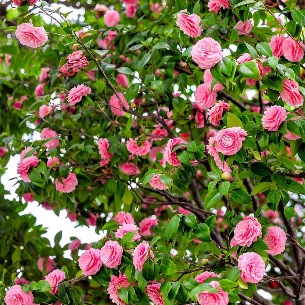 3 Gal. Camellia Shi Shi Shrub with Pink Flowers - Hercitys