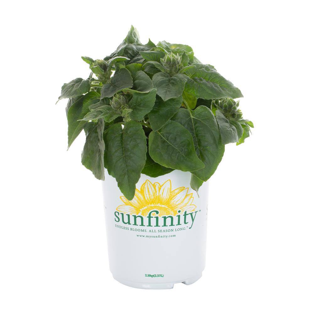 2 Qt. Sunfinity Yellow Sunflower Annual Plant (3-Pack) - Hercitys