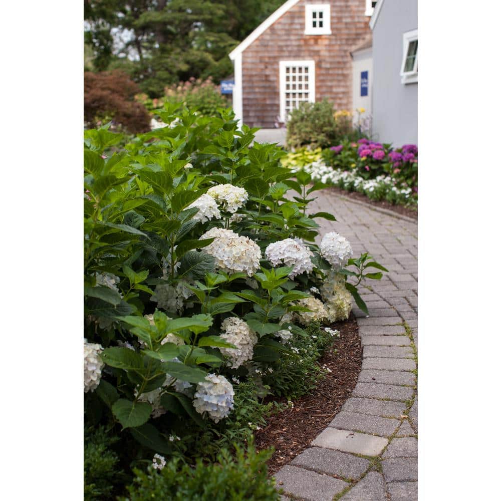 3 Gal. Blushing Bride Reblooming Hydrangea Flowering Shrub, White to Blush Pink Flowers - Hercitys