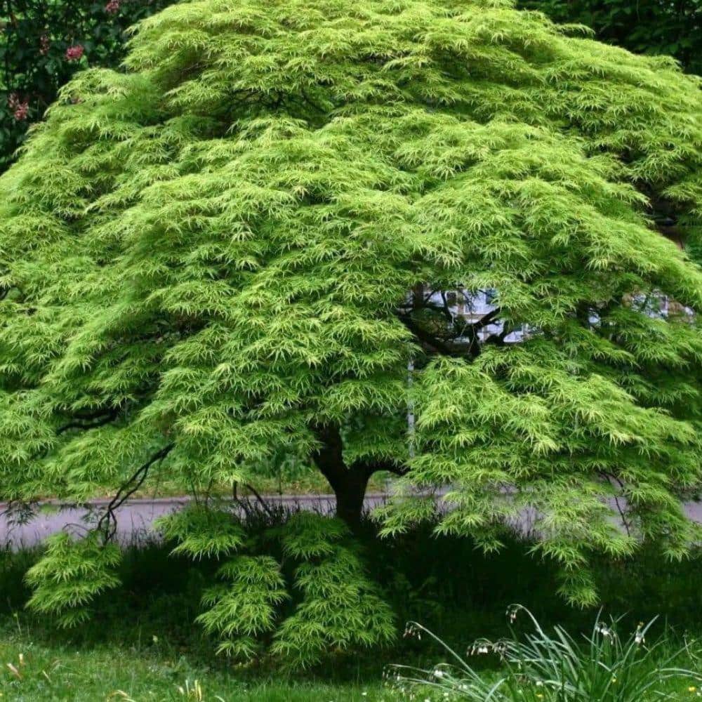 5 Gal. Green Japanese Maple Ornamental Tree - Hercitys