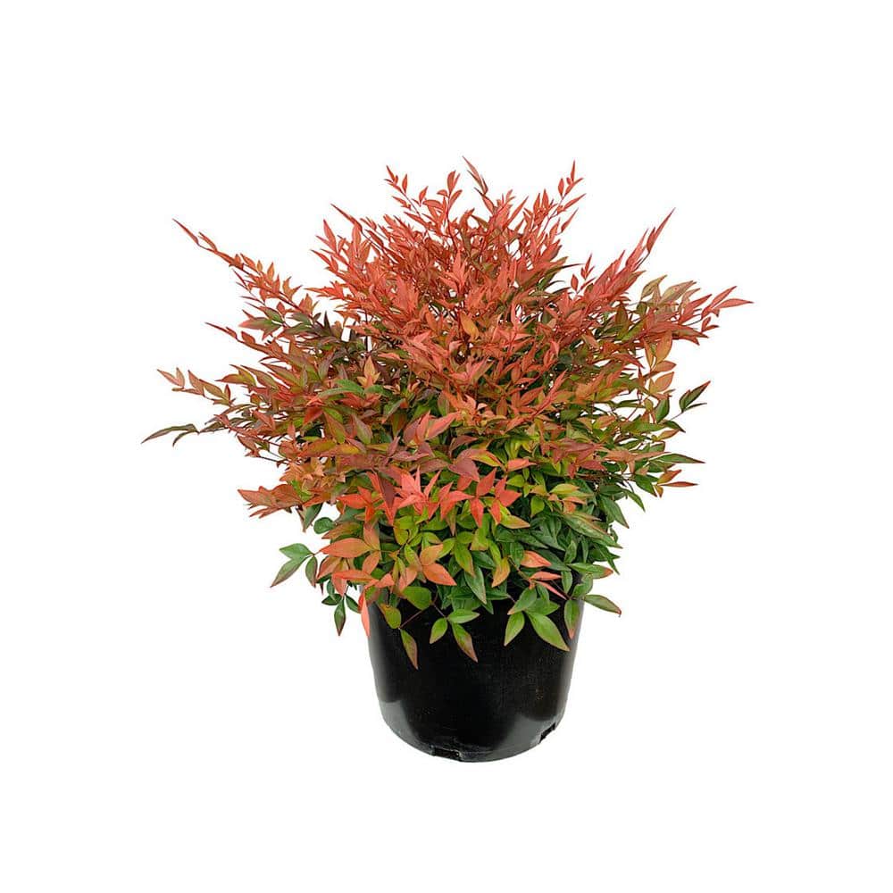 1 Gal. Gulf Stream Heavenly Bamboo Flowering Shrub With Long White Flowers and Multi-Colored Rich Red Foliage (2-Pack) - Hercitys