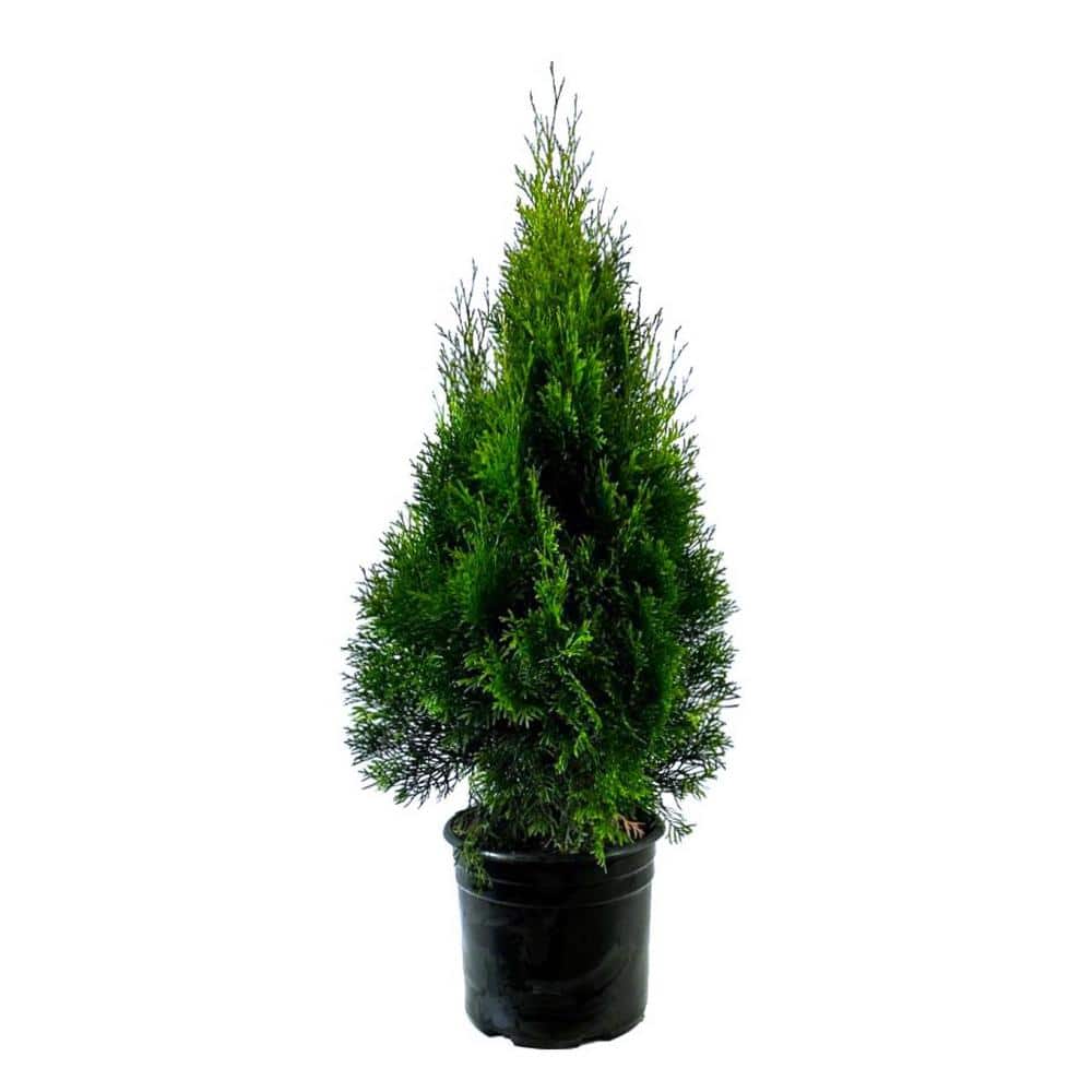 2.25 Gal. Emerald Green Arborvitae (Thuja) Live Evergreen Shrub - Hercitys