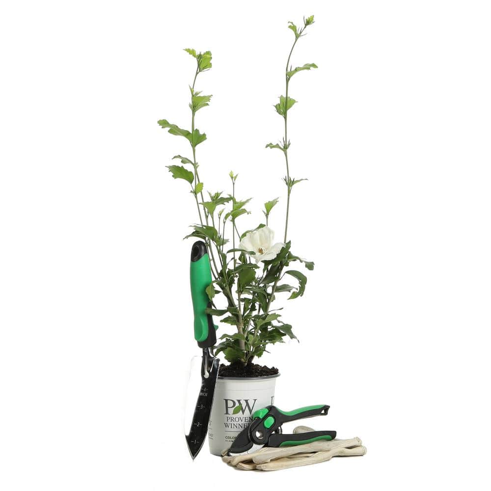 4.5 in. qt. White Chiffon Rose of Sharon (Hibiscus) Live Shrub, White Flowers - Hercitys