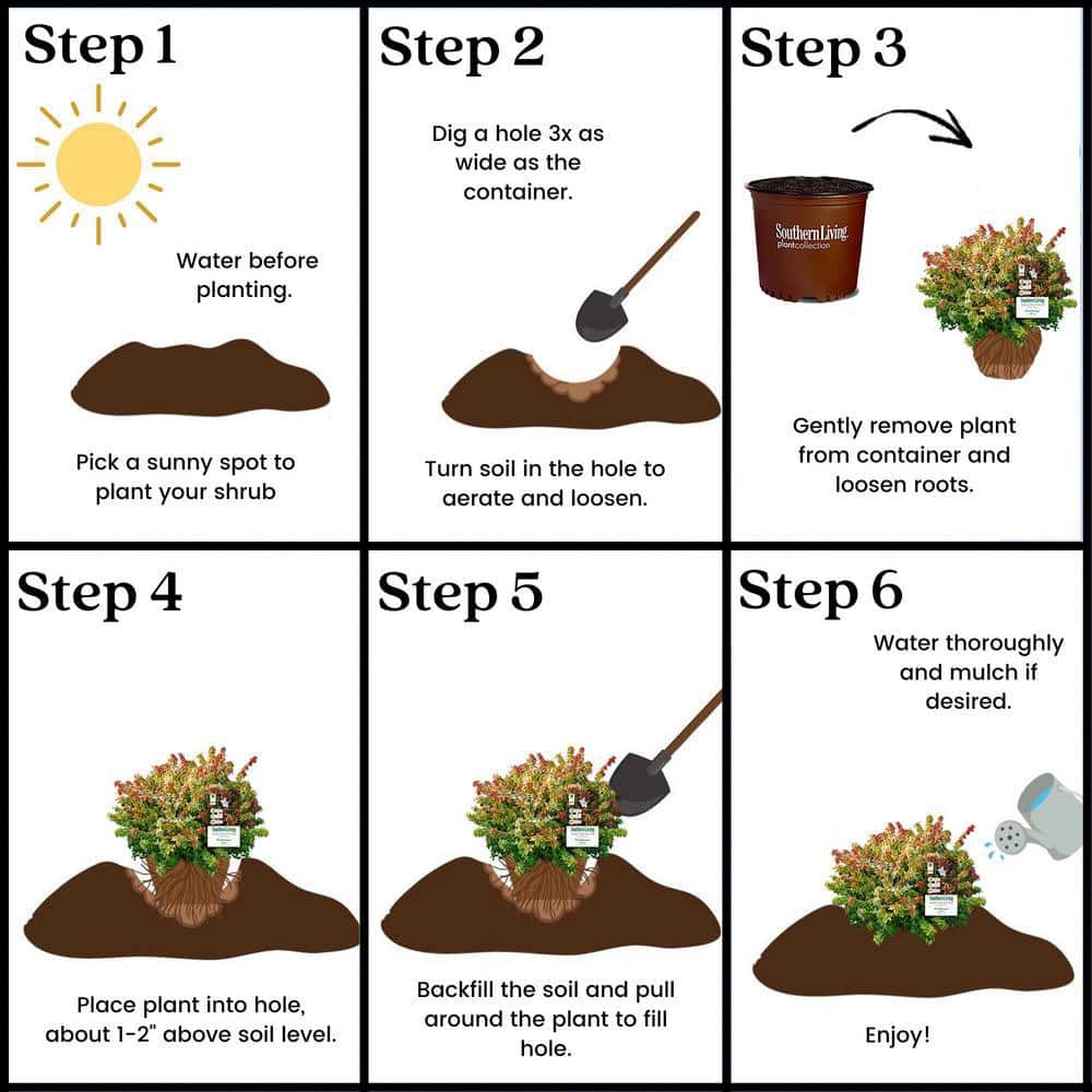 2 Gal. Kaleidoscope Abelia Flowering Shrub with White Blooms - Hercitys
