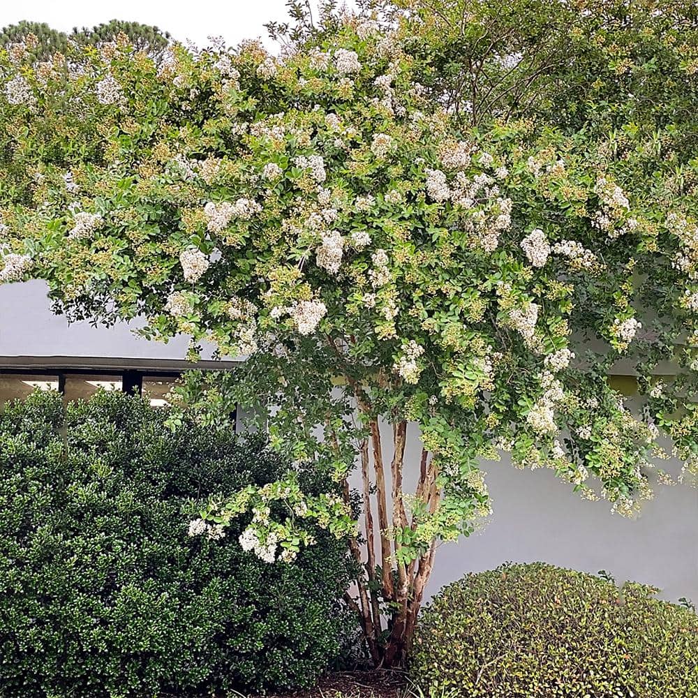 3 Gal. Natchez White Crape Myrtle - Hercitys