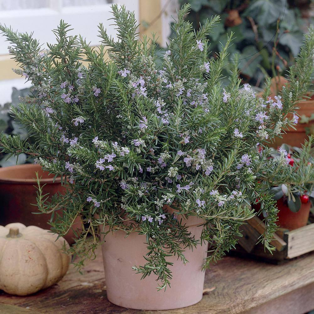 4 in. Rosemary Herb Plant with Lavender Blooms (3-Pack) - Hercitys