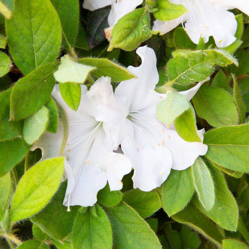 3 Gal. Autumn Lily Shrub with Brilliant White and Purple Streaking Reblooming Flowers - Hercitys