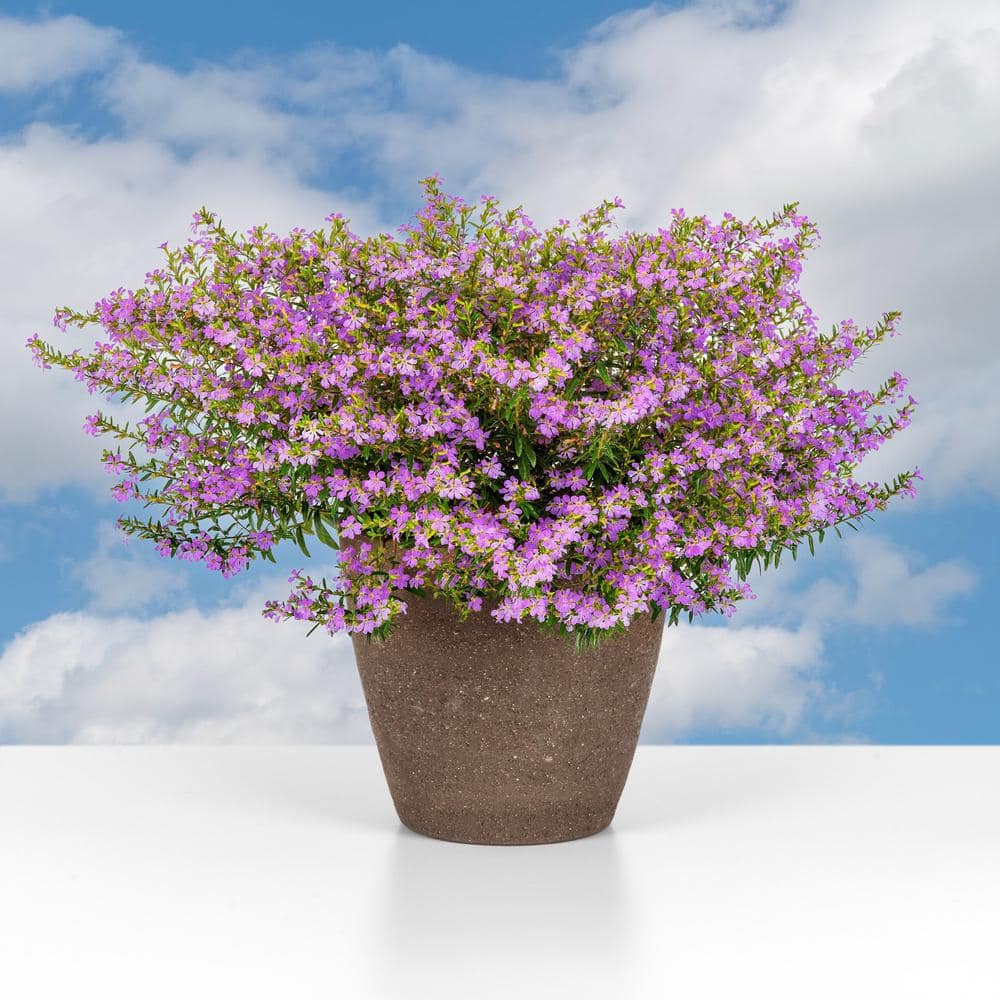 2.5 in. Cuphea Enchantia Lavender Perennial Plant with Purple Flowers (3-Pack) - Hercitys