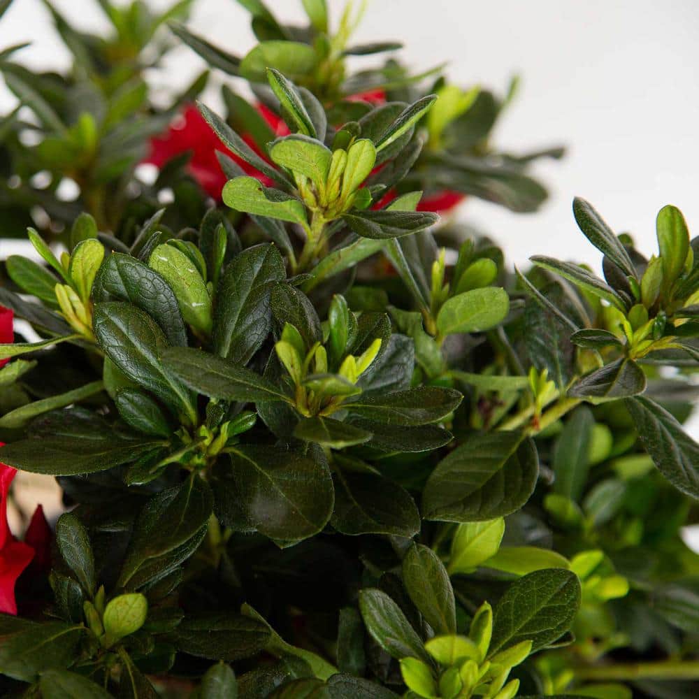 3 Gal. Autumn Bonfire Reblooming Azalea Shrub with Red Flowers - Hercitys
