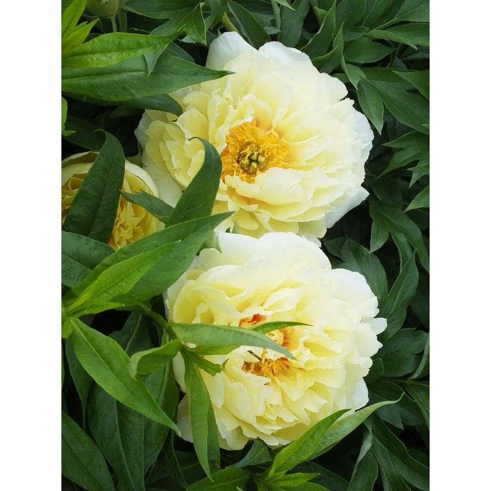3 Gal. Bartzella Peony (Paeonia Itoh) Live Shrub with Bright Yellow-Deep Red Double Blooms - Hercitys