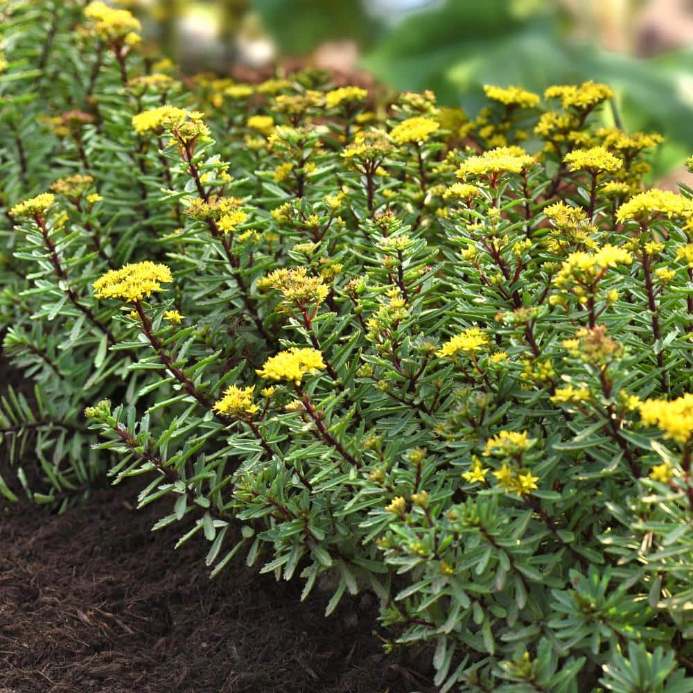 2.5 in. Sedum Yellow Diamonds Perennial Plant (3-Pack) - Hercitys