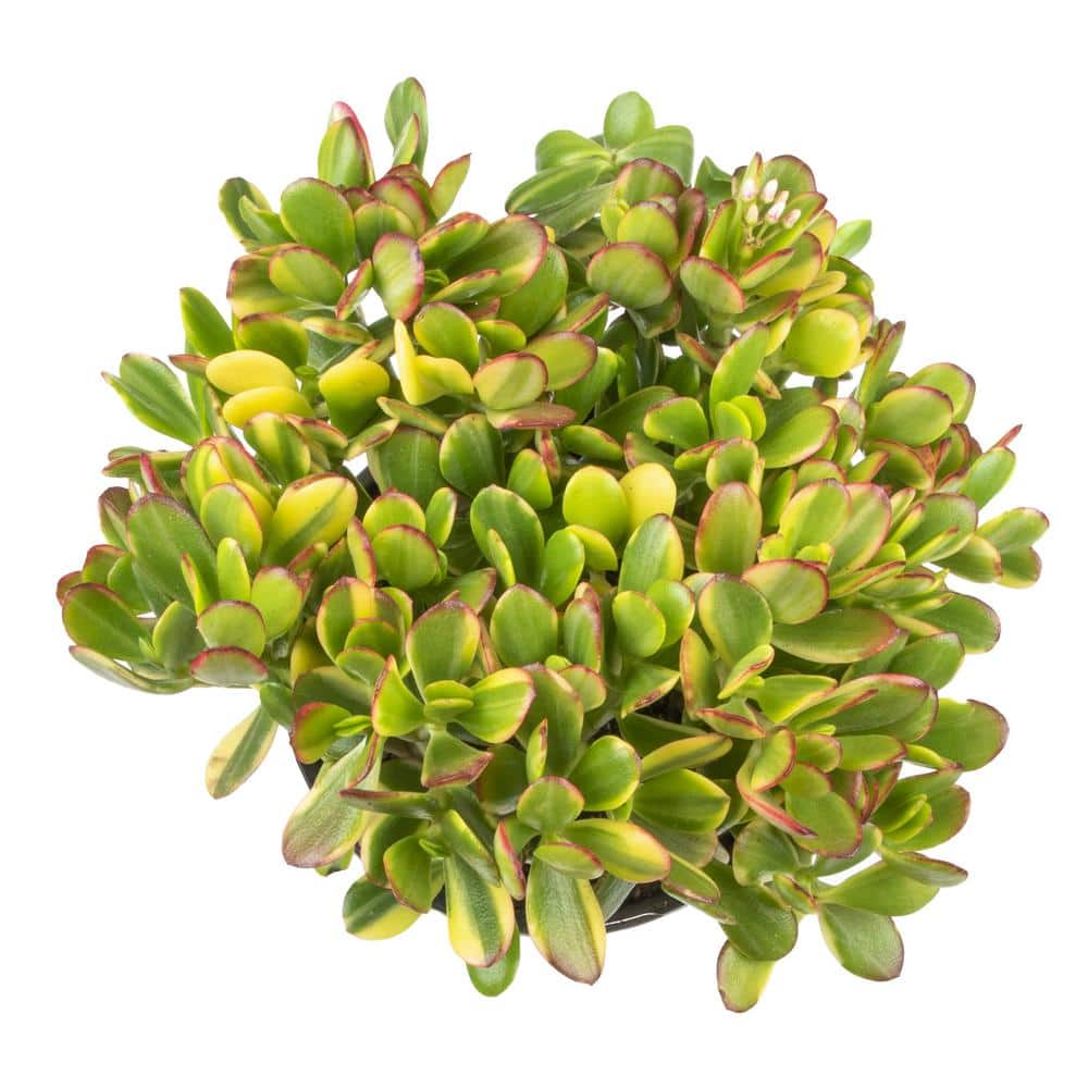 1 Gal. Crassula Obliqua Lemon N Lime (Variegated Jade) – Single - Hercitys