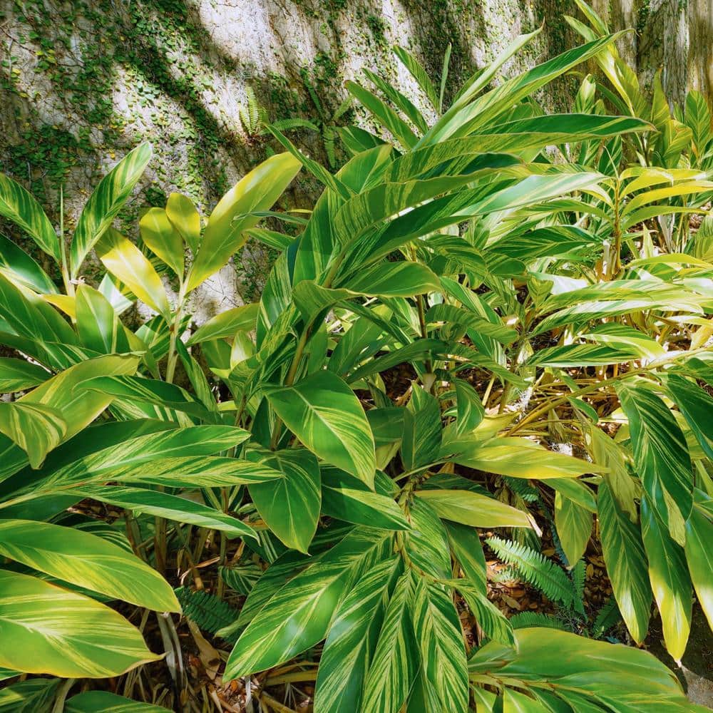 3.5 in. Alpinia Variegated Ginger Perennial Plant with Yellow Flowers (3-Pack) - Hercitys