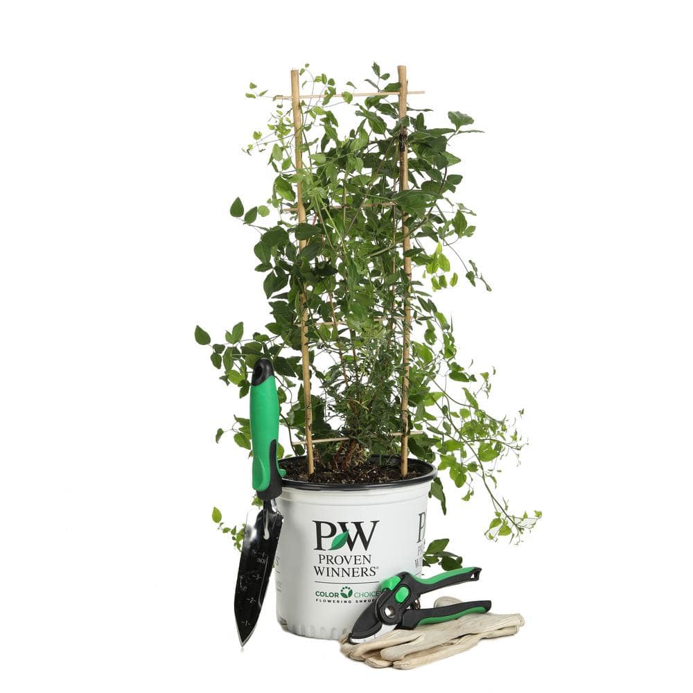 1 Gal. Sweet Summer Love (Clematis) Live Shrub, Red-Purple Flowers - Hercitys