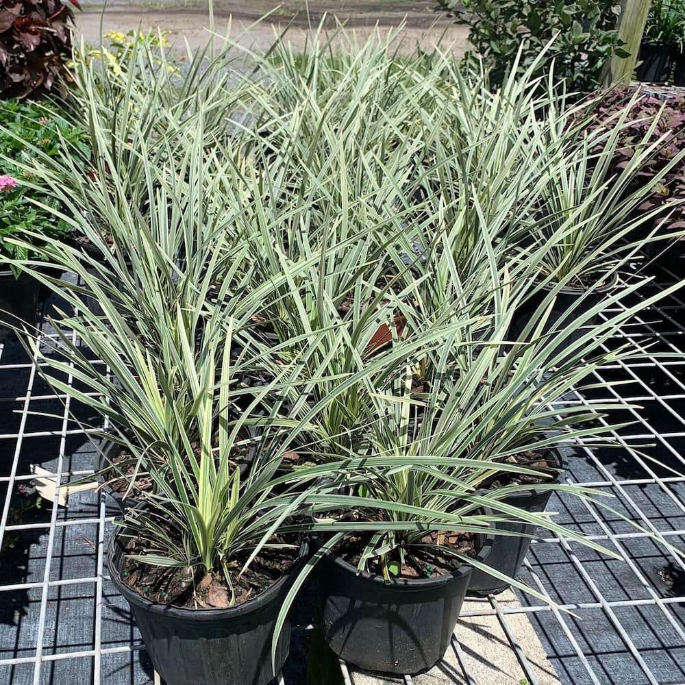 1 gal. Aztec Variegated Lilyturf Liriope Grass Plant (3-Pack) - Hercitys