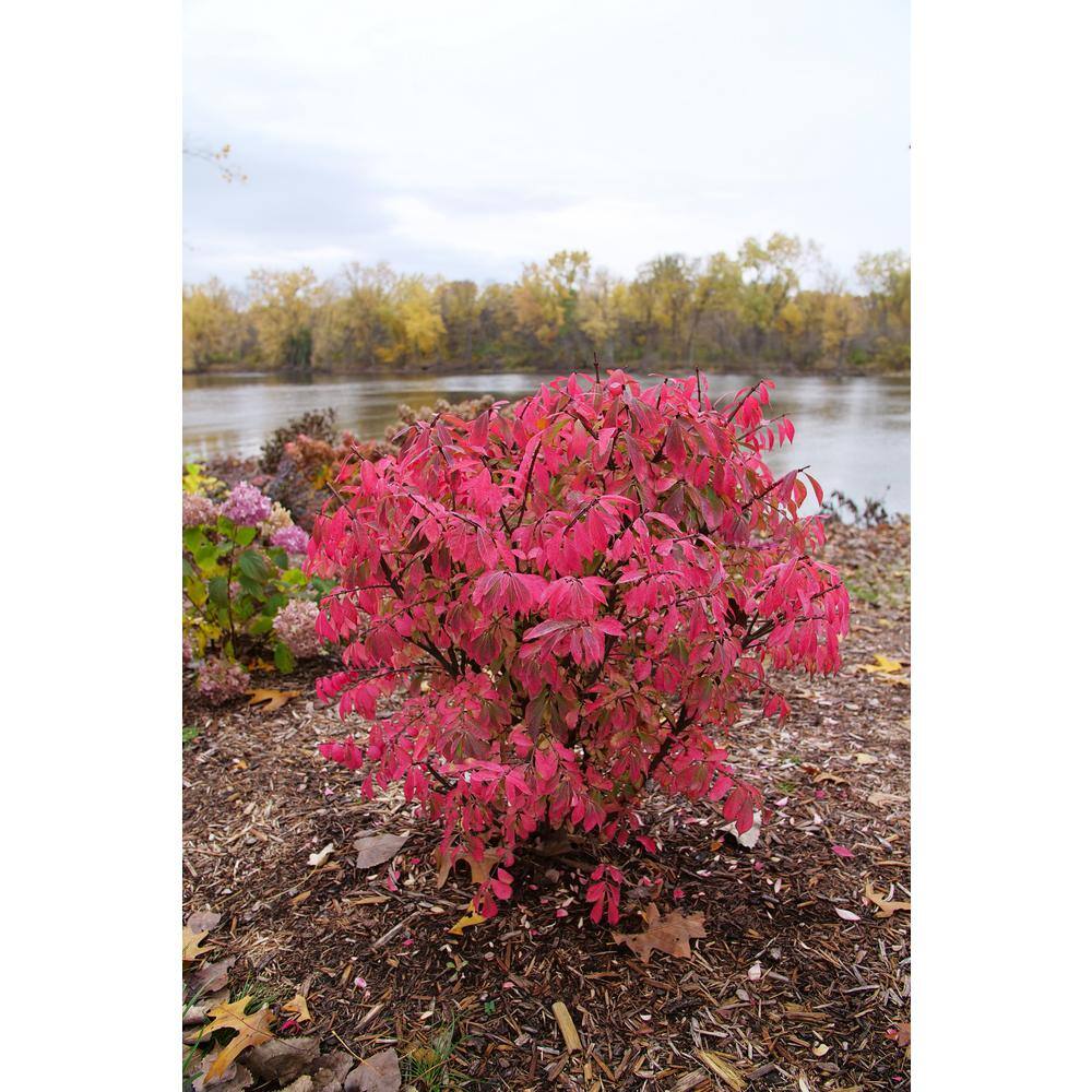 4.5 in. qt. Fire Ball Seedless Burning Bush (Euonymus Alatus) Live Shrub with Green and Red Foliage - Hercitys