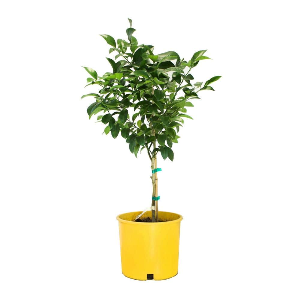#3 Container Buddhas Hand Citron Evergreen Tree - Hercitys