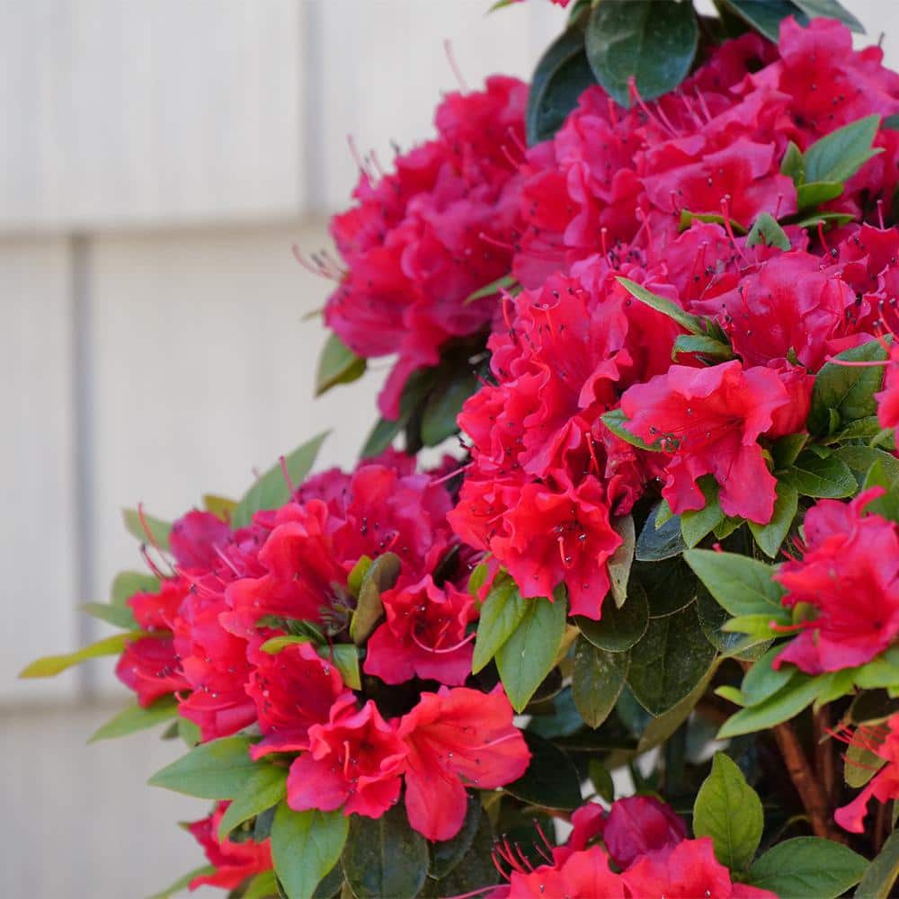 2 Gal. Perfecto Mundo Red Azalea Shrub with Red Flowers - Hercitys