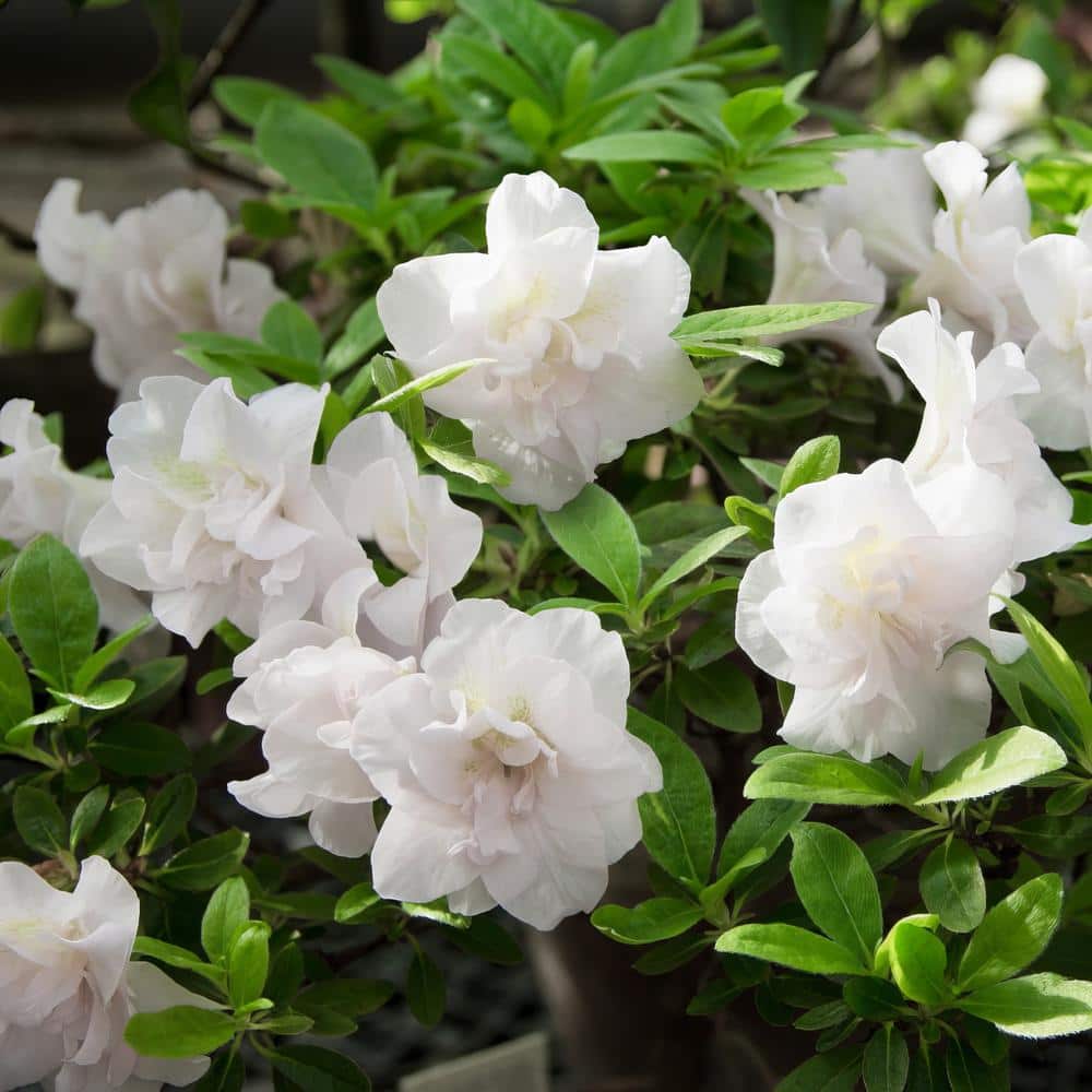 2.25 Gal. Azalea Hardy Gardenia Flowering Shrub with White Blooms - Hercitys