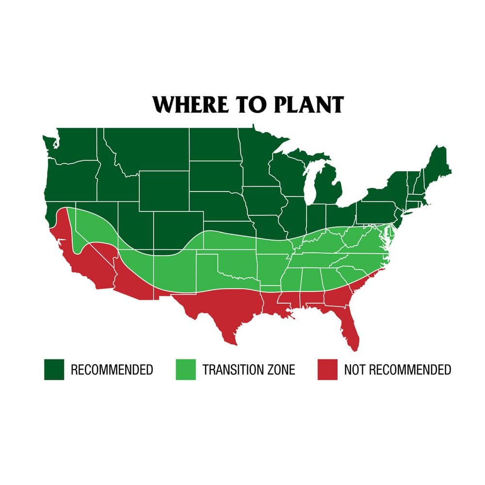 3 lbs. Pure Grass Seed Dense Shade Mixture – Covers up to 1,500 sq. ft. - Hercitys