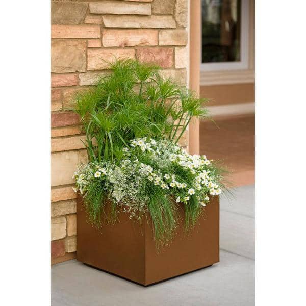 4.5 in. Qt. Graceful Grasses Fiber Optic Grass (Isolepsis) Live Plant, Green Foliage - Hercitys