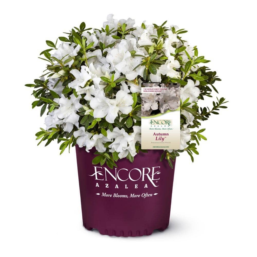 2 Gal. Autumn Lily Shrub with Brilliant White and Purple Streaking Reblooming Flowers - Hercitys
