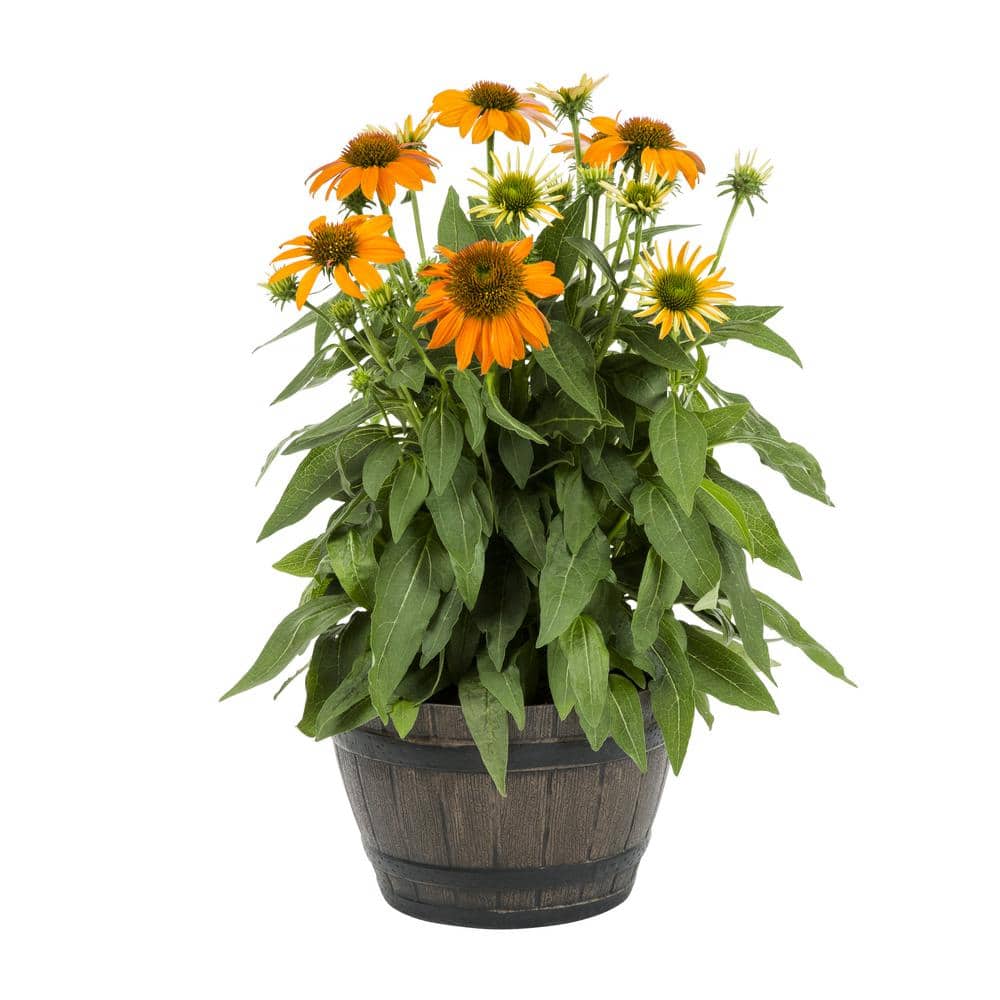 1 Gal. Sombrero Adobe Orange Echinacea Cone Flower Napa Barrel Planter Perennial Plant (1-Pack) - Hercitys