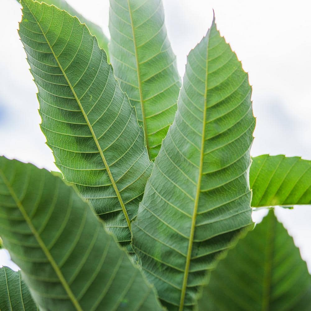 4-5 ft. Tall American Hybrid Chestnut Tree (2-Pack) - Hercitys