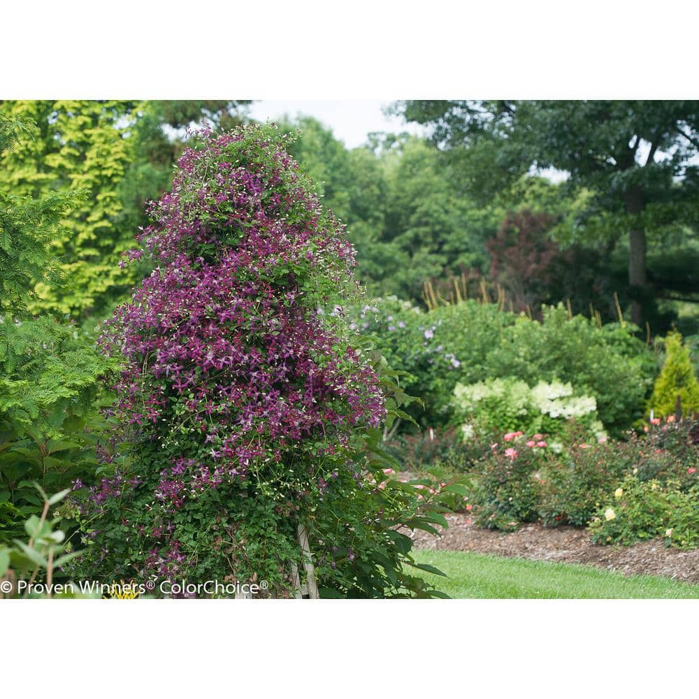 4.5 in. Qt. Sweet Summer Love (Clematis) Live Shrub, Red-Purple Flowers - Hercitys