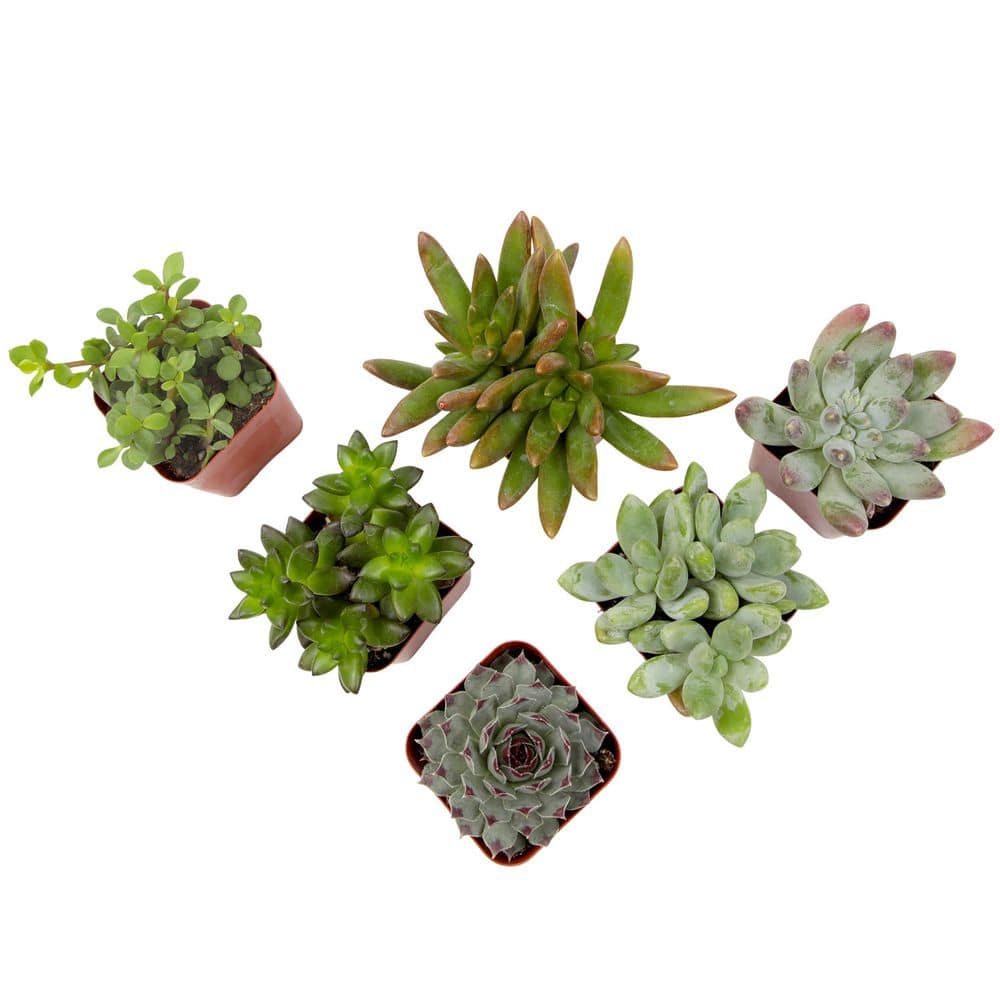 2IN Easy Care Live Succulent (6-Pack) - Hercitys
