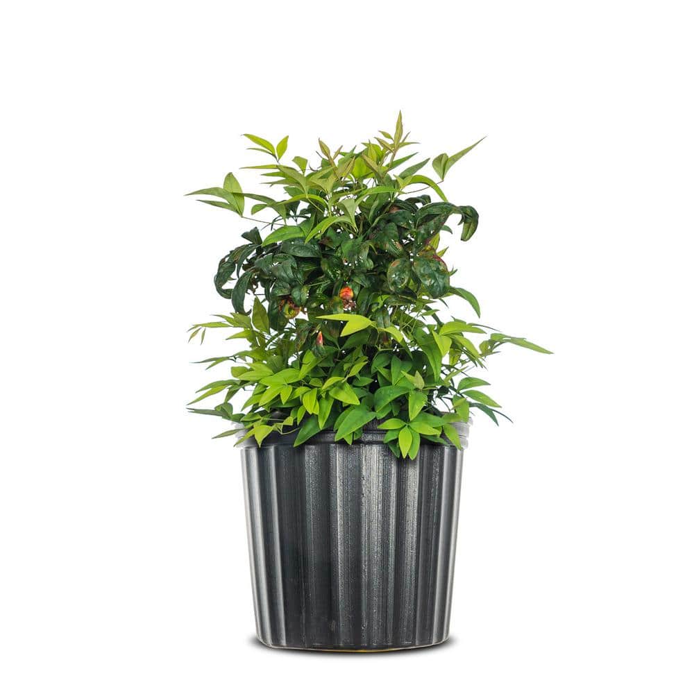 1 Gal. Firepower Nandina Shrub, Colorful Heavenly Bamboo - Hercitys