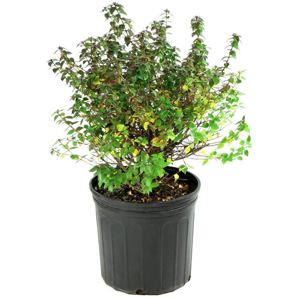 2.25 Gal. Abelia Rose Creek Flowering Shrub with White Blooms - Hercitys