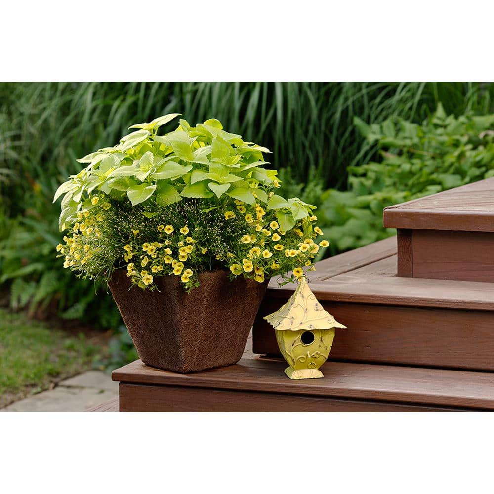 4.5 in. Qt. Graceful Grasses Fiber Optic Grass (Isolepsis) Live Plant, Green Foliage - Hercitys