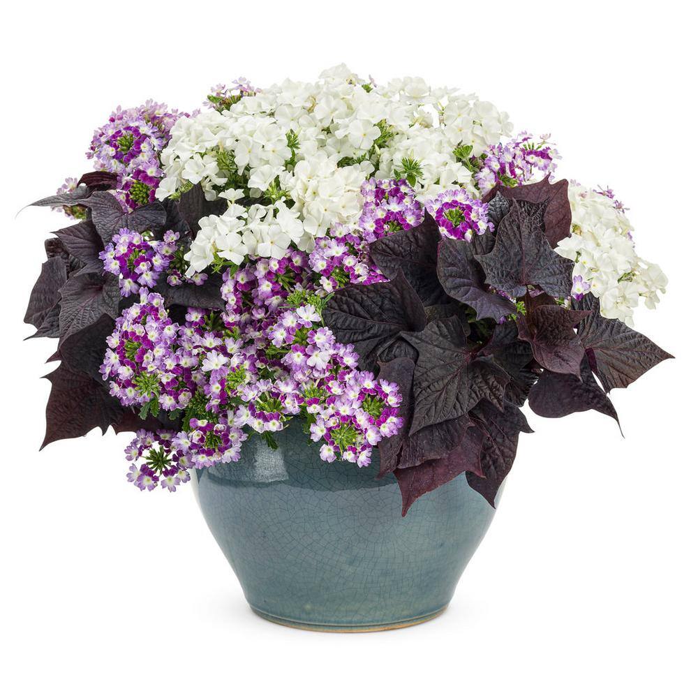 4.25 in. Eco+Grande Superbena Royale Sparkling Amethyst (Verbena) Live Plant, Purple and White Flowers (4-Pack) - Hercitys