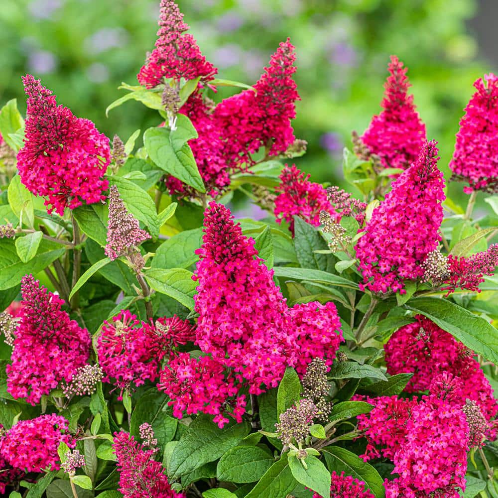 1.5 Gal. Lil’ Raspberry Butterfly Bush (Buddleia) Live Shrub Plant, Magenta Pink Flowers - Hercitys