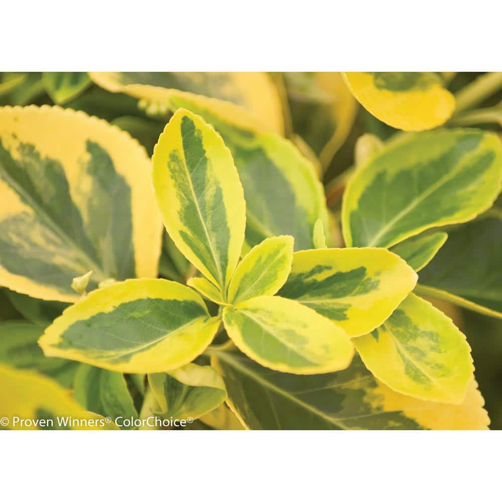 4.5 in. Qt. Gold Splash Wintercreeper (Euonymus) Live Evergreen Shrub, Green and Yellow Foliage - Hercitys