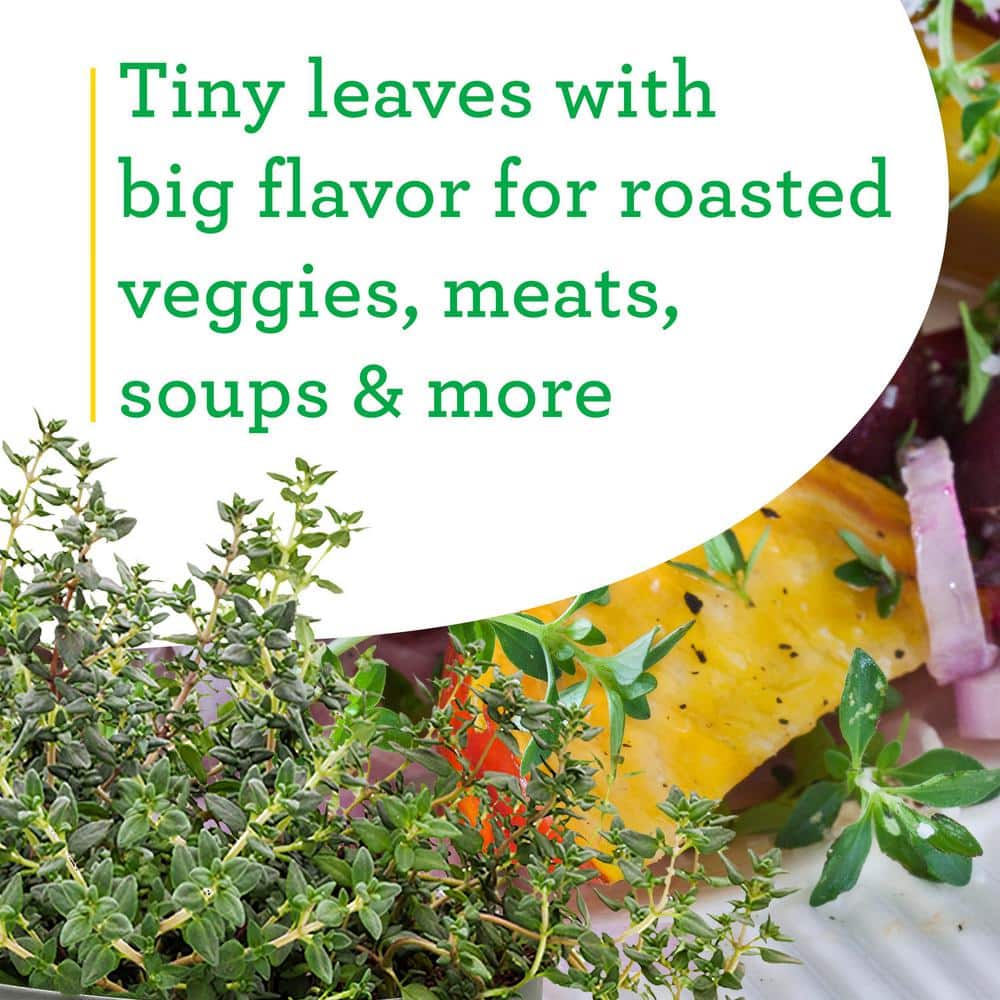 19 oz. German Thyme Herb Plant (2-Pack) - Hercitys